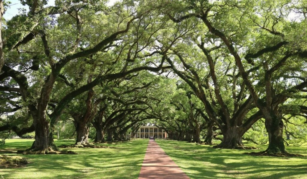 Oak Alley Plantation, known to be one of Lousisiana's most haunted places is named for the twin rows of tress leading up to the manor house