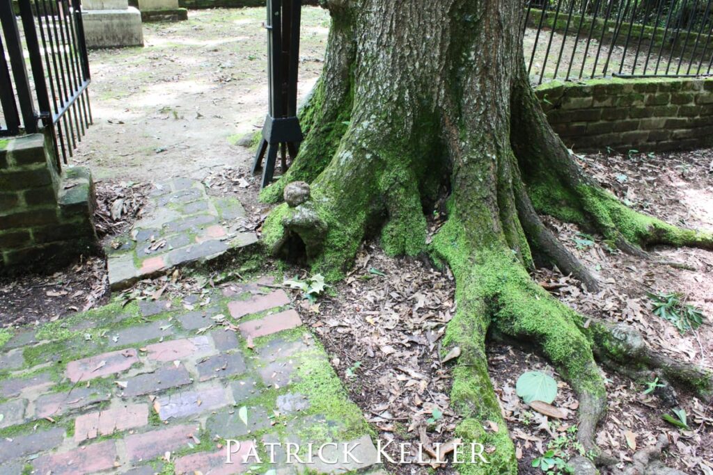A tree on the path of the Monmouth Plantation's garden